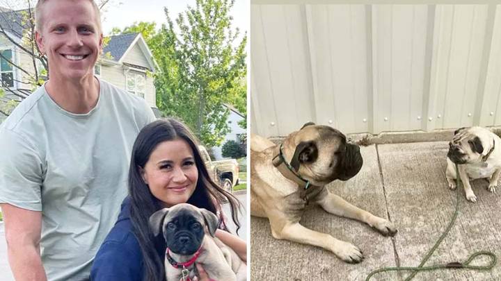 Reality star couple forced to rehome their dog after he bit their son's head