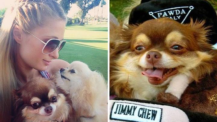 Paris Hilton's beloved chihuahua has died at the age of 23