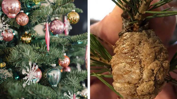 Families warned to check Christmas trees for clumps and remove them immediately