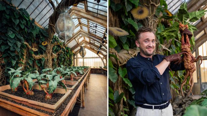 First Look At Professor Sprout's Greenhouse With Tom Felton