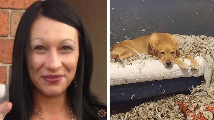 Mum left stunned after two naughty labradors ripped £500 sofa to shreds