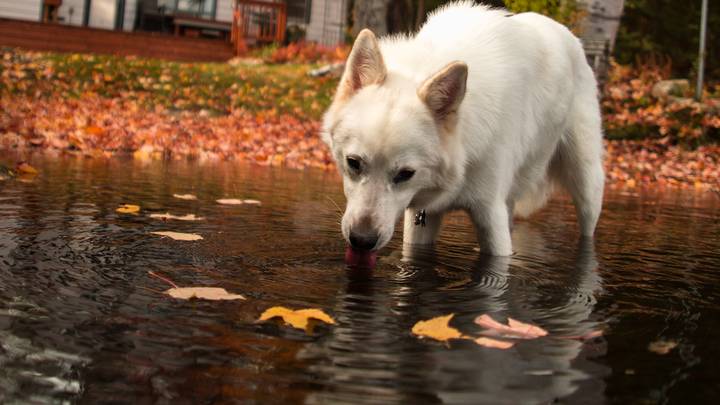This Is Why You Shouldn't Let Your Dog Walk Through Puddles