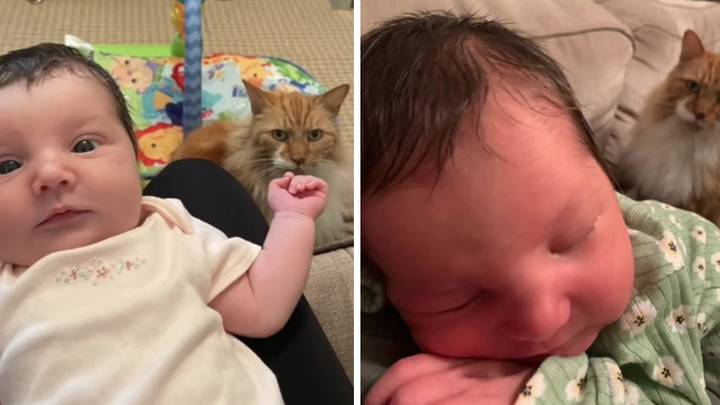 People 'In Tears' After Woman Says Cat Is 'Plotting To Kill' Her Baby