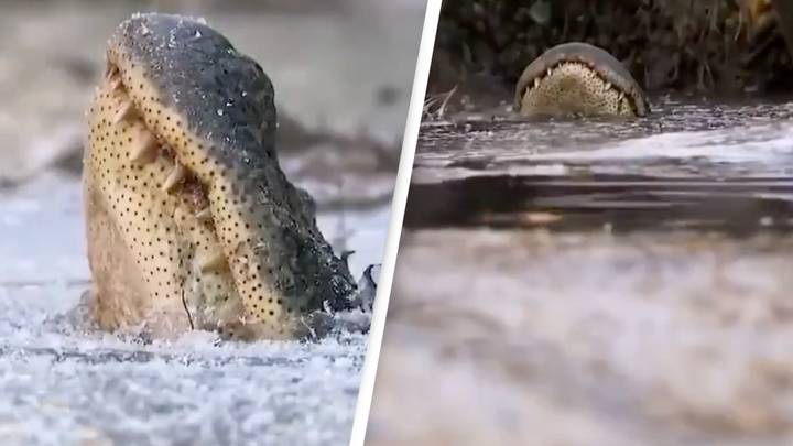 People baffled by the way alligators survive in frozen swamps