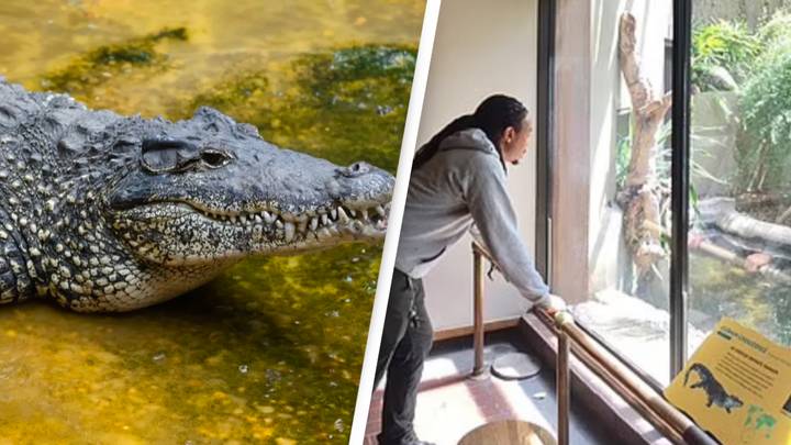 Endangered crocodile found dead after ‘electrocuting’ himself at National Zoo