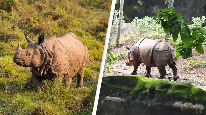 No rhinos were brutally poached in India's Assam for the first time in 45 years