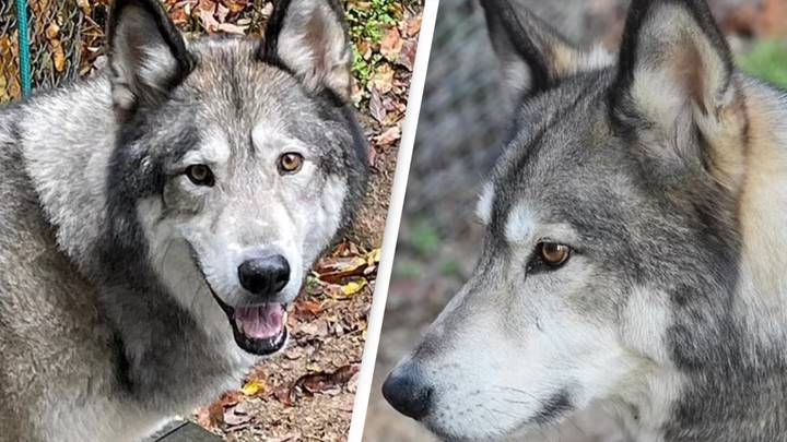 Family distraught as hunter who killed beloved dog thinking it was coyote won't face justice