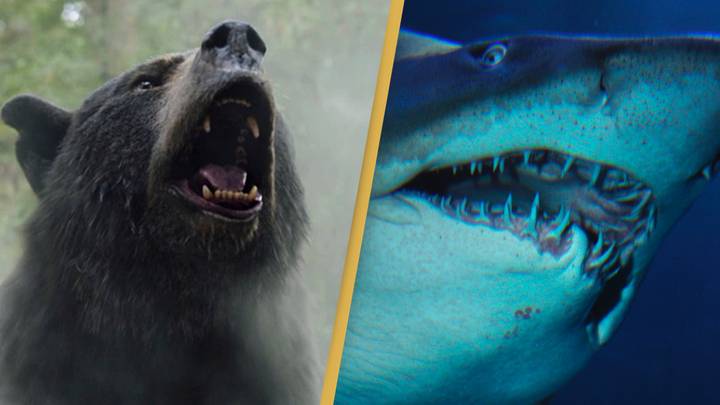 Cocaine Bear director Elizabeth Banks wants to make a Cocaine Shark movie