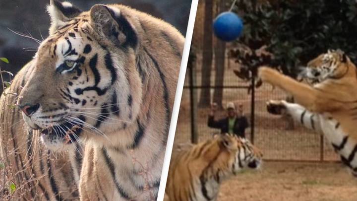 Tiger on the loose after tornado destroys safari park