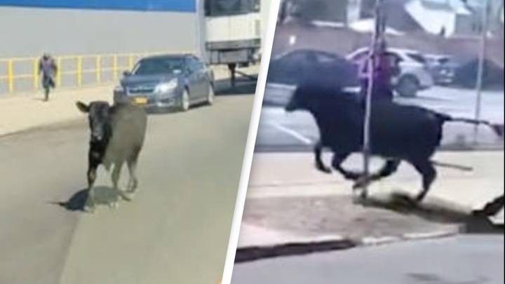 Four-month-old calf escapes slaughterhouse and starts roaming streets of Brooklyn