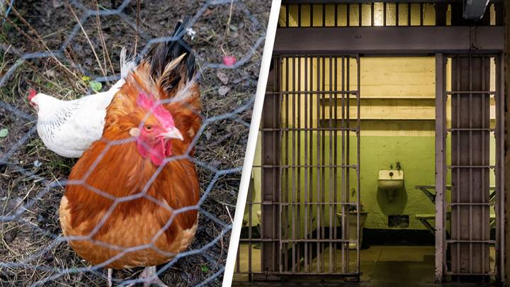 Prison Inmate Becomes First Confirmed Case Of Bird Flu In The US