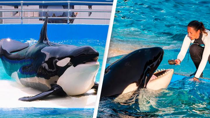 Lolita the orca to finally be set free after over 50 years of captivity