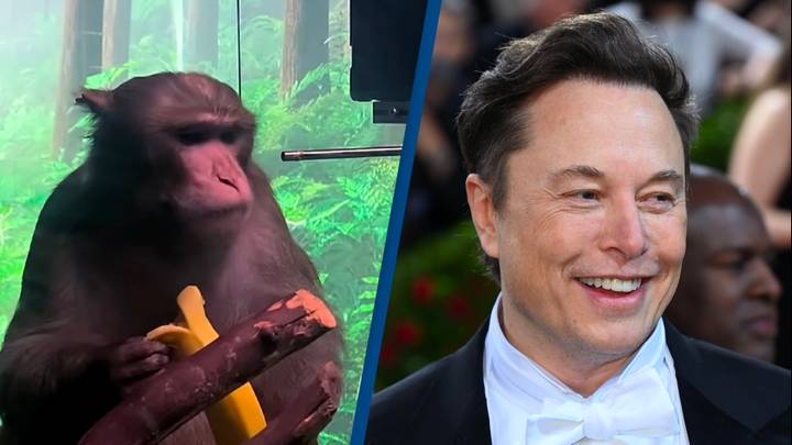 Elon Musk's Neuralink under investigation after 'killing 1,500 animals' for research