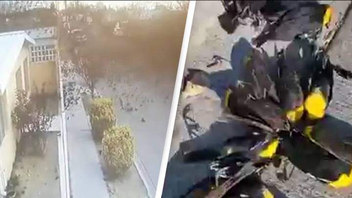 Horror As Hundreds Of Birds Suddenly Fall From Sky In 'Apocalyptic' Footage