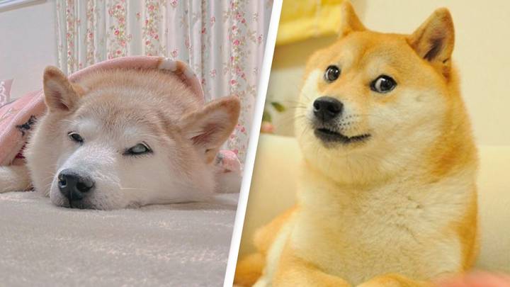 Shiba Inu who inspired Doge meme is now seriously ill