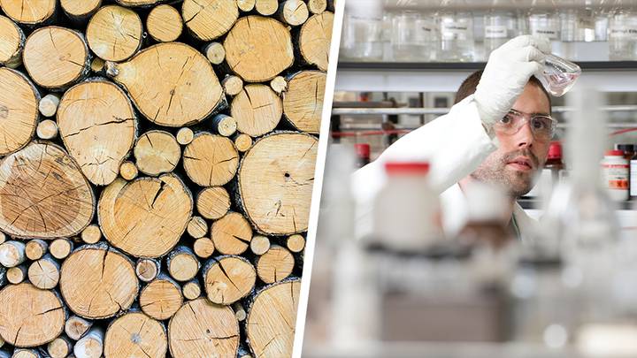 Lab Made Tree Mit Scientists Have Worked Out A Way To Grow Wood In A Lab Without Cutting ...