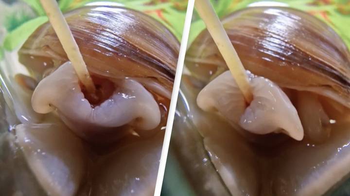 Video Of A Snail Eating Spaghetti Has Left People Horrified