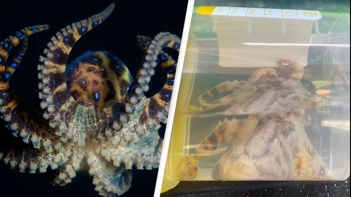 Woman bitten by deadly blue-ringed octopus with enough venom to kill 20 humans at popular beach