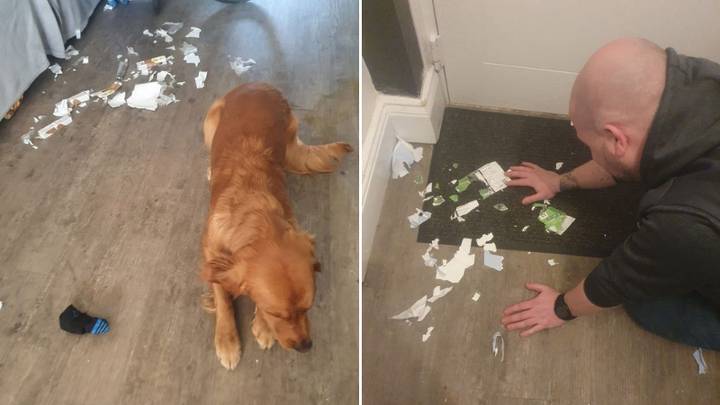 Newcastle fan devastated after his dog eats Carabao Cup final tickets