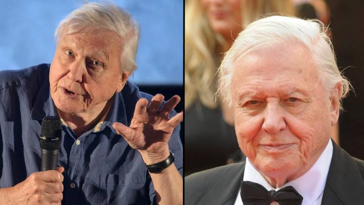 David Attenborough is so impressive he has more letters after his name than in it