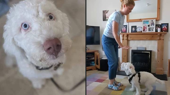 Deaf puppy has managed to learn sign language in two months