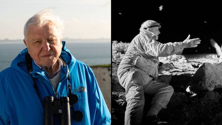 David Attenborough 'risked bird flu that could kill him' for new documentary series