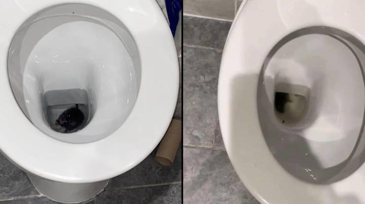 Students forced to move out of their uni house after finding rats drowning in the toilet