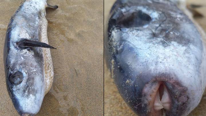 Deadly fish carrying poison '1,200 deadlier than cyanide' washes up on UK beach
