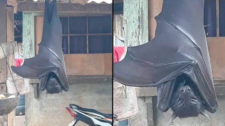 Shocking photo of giant bat is real