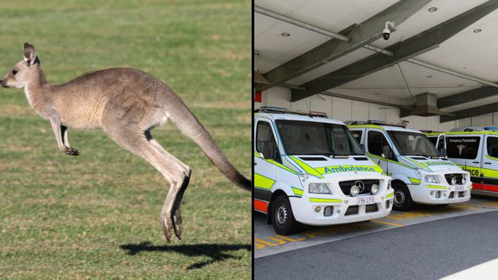 Pet kangaroo attacks man, thwarts paramedics trying to save his life