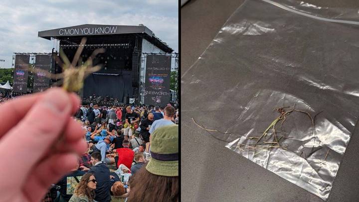 People Are Bidding Thousands For Clump Of Grass From Liam Gallagher's Knebworth Gigs