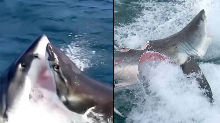 Cannibal great white sharks rip chunks out of each other in brutal attack