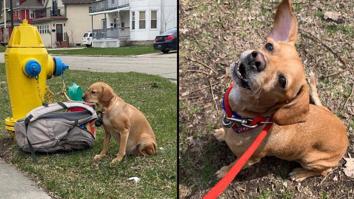 Owner Abandons Dog On The Side Of The Road With Bag Of Toys And A Heartbreaking Note