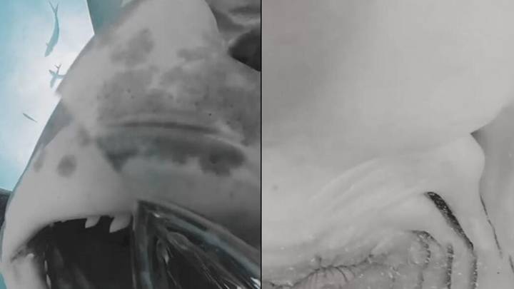 Mesmerising Moment Shark Swallows Diver's Camera And Shows Its Insides