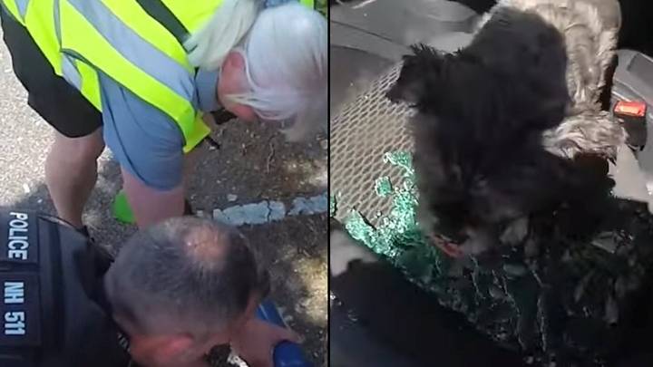 Bodycam captures police officers smashing window to save distressed dog locked inside car during heatwave