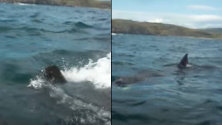 Great white shark could have been filmed off the coast of Scotland, expert believes