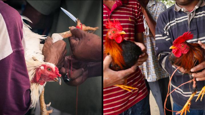 Two men killed during cockfighting event after armed-roosters attacked them