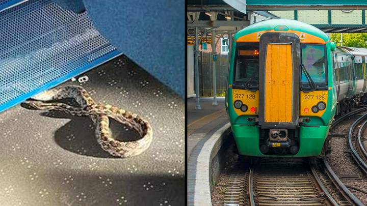Three-foot-long snake sparks panic on UK train