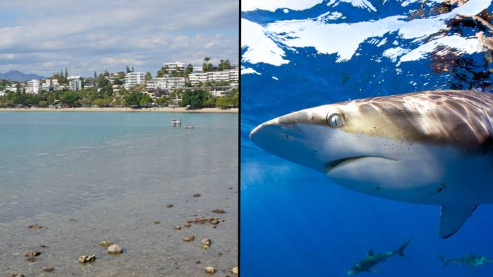 Horror as tourist is killed by shark in front of onlookers at beach