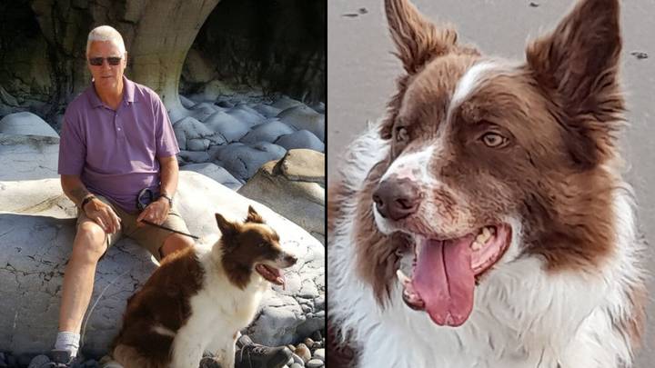 Couple devastated after dog sitter loses their border collie while on holiday