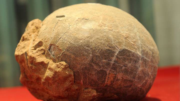 Exquisitely Preserved Dinosaur Embryo Discovered In Fossilised Egg