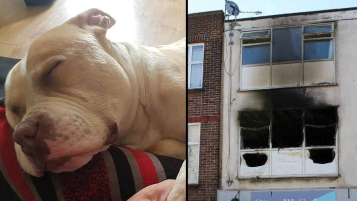 Собака трагически погибла после того, как предупредила владельца о пожаре, охватившем их дом