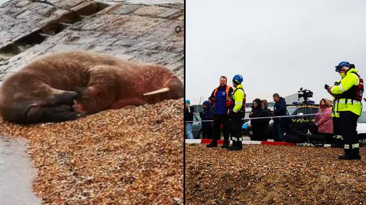 People urged to keep their distance from Thor the walrus