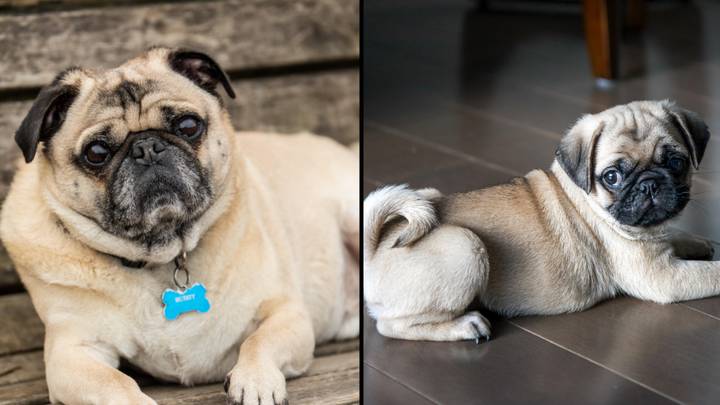 Vets Warn Pugs Can No Longer Be Considered 'Typical Dogs'