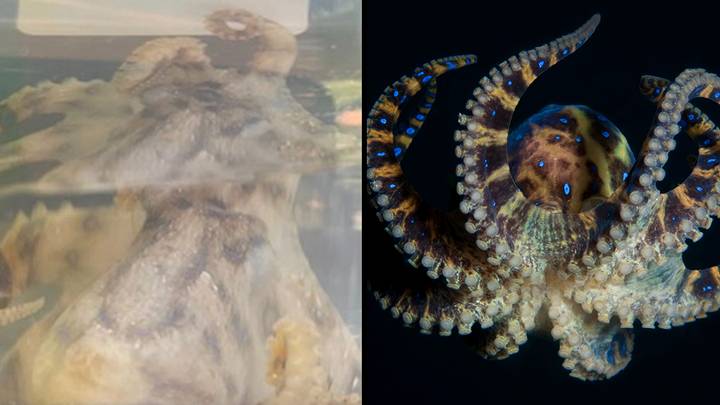 Deadly blue-ringed octopus with venom strong enough to kill 20 people bites woman while swimming