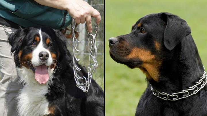 Controversial Dog Collars Will Be Banned In Queensland Because They 'Use Pain As Punishment'