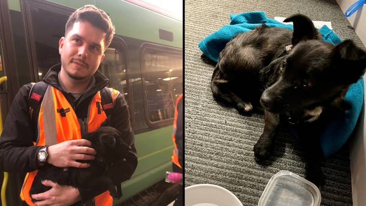 Trainee train driver rescues puppy from busy railway tracks in the middle of a lesson