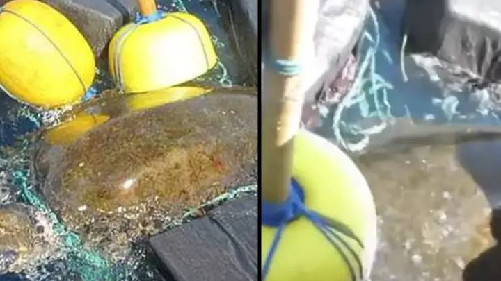 Resurfaced footage shows moment sea turtle found tangled up in nearly £40million worth of cocaine