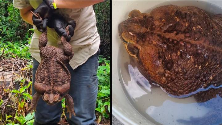 Absolutely monstrous cane toad found in Australia leaves ranger shocked and baffled