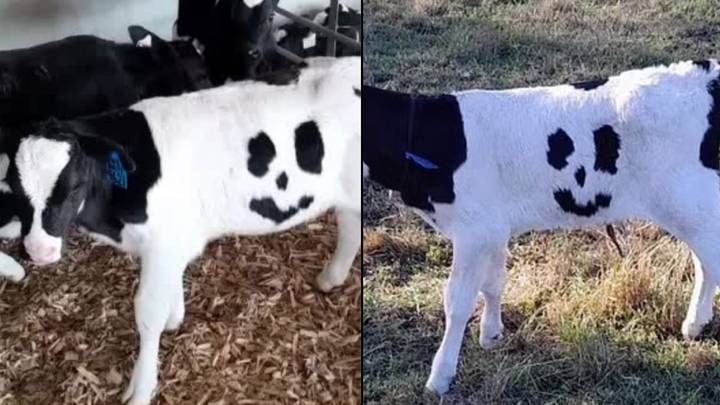 Cow will be treated as a pet rather than livestock after farmers discover its smiley face marking